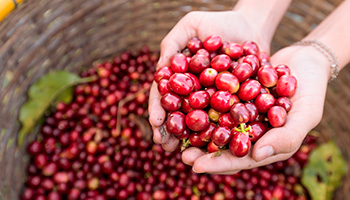 Café cereja gourmet