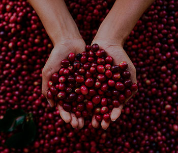 Grãos de café careja maduros
